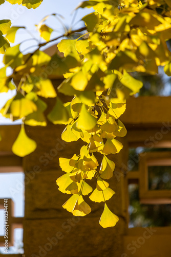 Beautiful yellow ginkgo leaves along Diaoyutai Ginkgo Avenue in Beijing photo