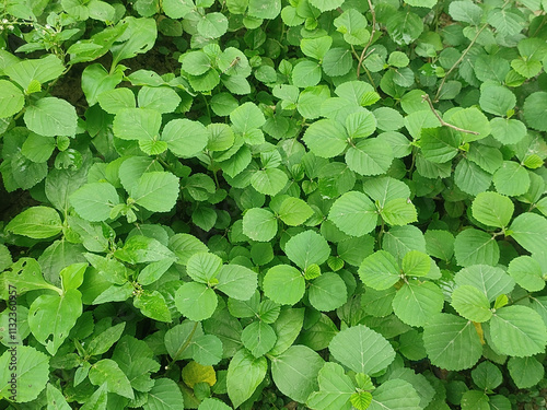 Wallpaper Mural Dense Green Leaves of Sida Fallax Plant Growing in a Tropical Habitat with Rich Foliage and Natural Environment Torontodigital.ca