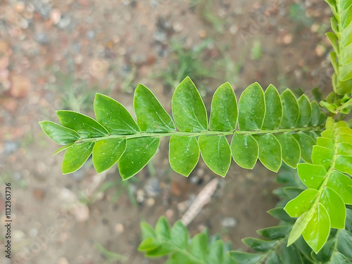 Paubrasilia Echinata Tree with Dense Green Foliage and Yellow Flowers photo