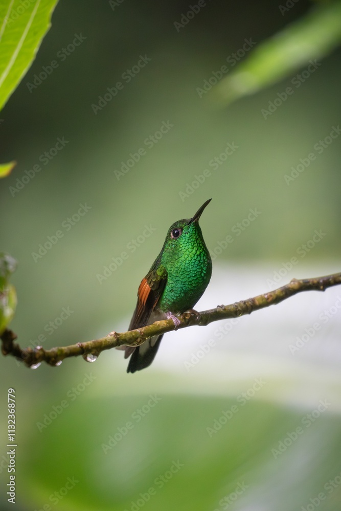 Obraz premium Vibrant green hummingbird on a branch