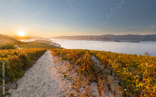 Weinberge, Pelješac Brücke, Brijesta, Dalmatien, Kroatien photo