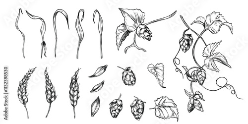 Wheat ear, hop cones on vine black white graphic vector illustration isolated. Set of brewing ingredients: spikelet of rye, humulus plant hand drawn by engraving for beer label, packaging, branding.