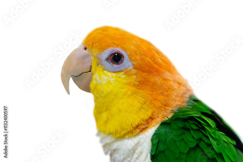 parrots Pionites leucogaster isolated on white background photo