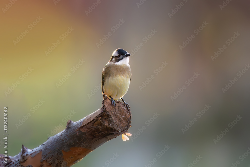 Obraz premium great woodpecker on branch