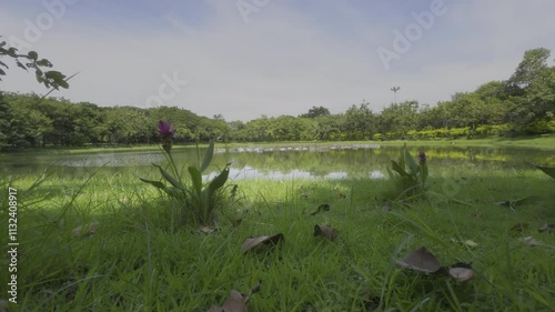 Nature sensation scene of calming lake in Queen Sirikit Park, Lake landscape with grass in foreground with tree shadow casting, morning sunlight, Static Shot, ultra wide angle, low angle, HDR HLG