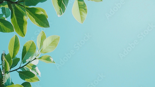 Fresh Spring Leaves against...