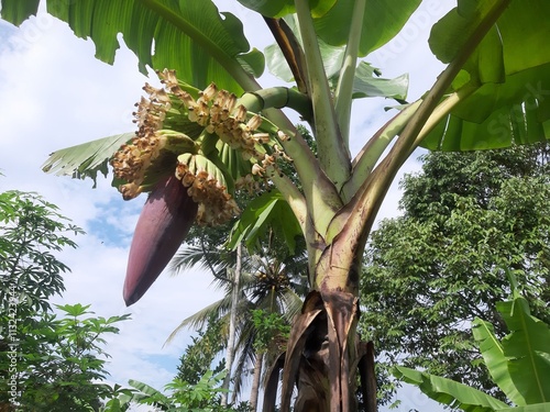 Banana tree with fruits flower bunch