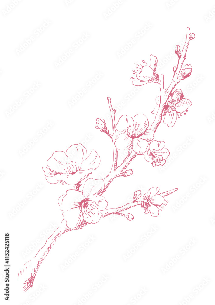 梅の花の線画 冬の梅のイラスト デザイン用の装飾素材 ピンクの線画