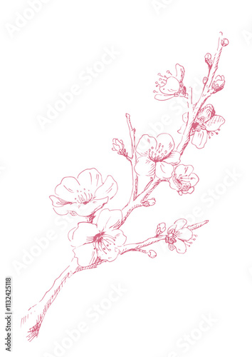 Obraz na płótnie 梅の花の線画 冬の梅のイラスト デザイン用の装飾素材 ピンクの線画 w salonie