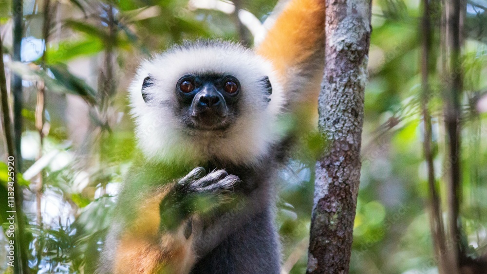 Fototapeta premium Close-Up of Diademed Sifaka Lemur in Natural Habitat, Andasibe, Madagascar