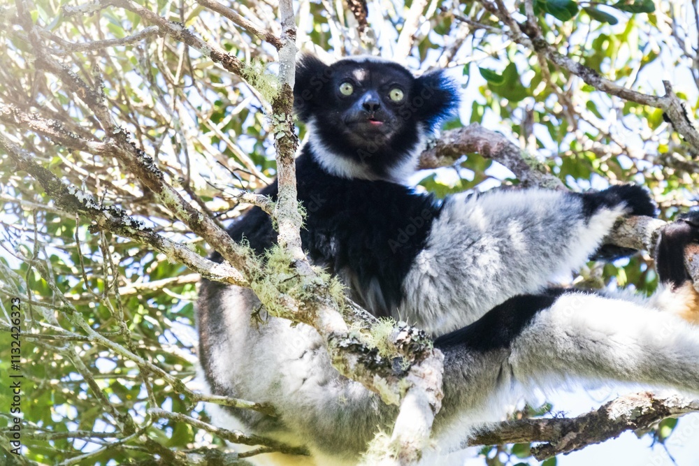 Obraz premium Indri Lemur Resting on the Tree in Madagascar Forest Canopy, Andasibe National Park Forest of Madagascar
