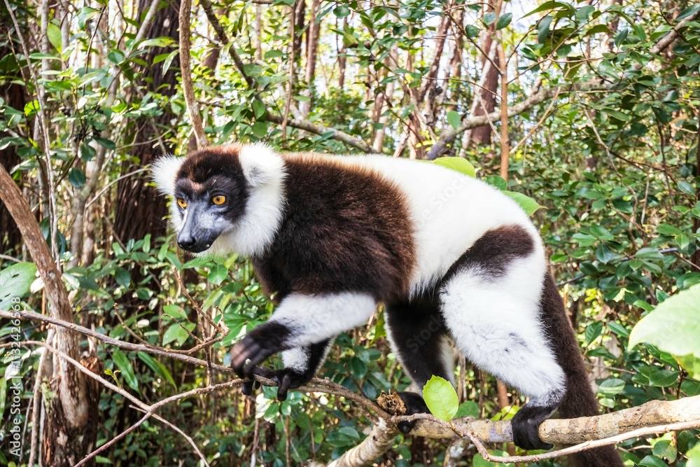 Obraz premium Black-and-White Ruffed Lemur Climbing in Andasibe Forest of Madagascar