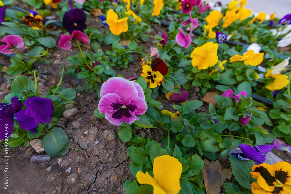 colorful pansy flowers in a garden