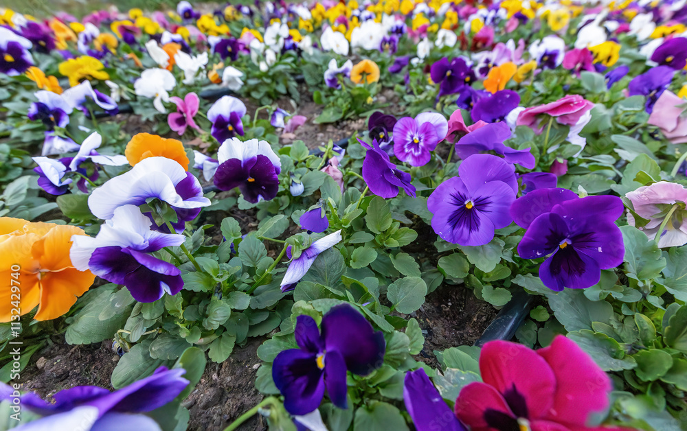 colorful pansy flowers in a garden