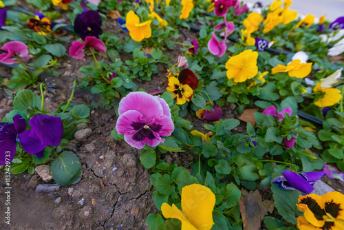 Obraz na płótnie colorful pansy flowers in a garden w salonie