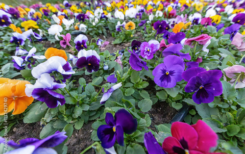 Obraz na płótnie colorful pansy flowers in a garden w salonie