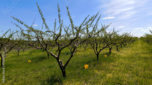 peach orchard in spring in Vojvodina province photo