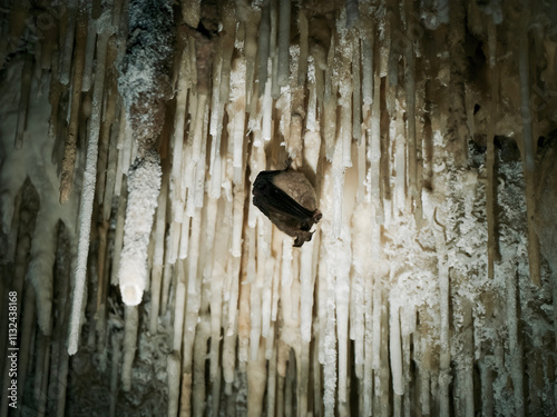 grotta del campanaccio santadi sud sardegna photo