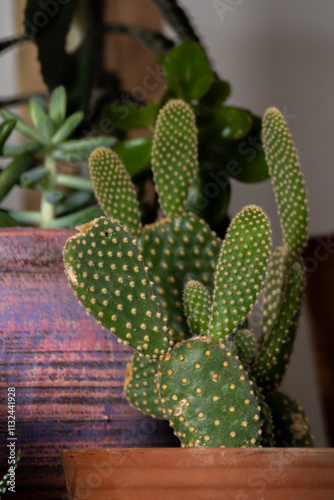 Close up of potted cactuses and succulents. Concept of botany, home interior, succulents and cactaceae growth
