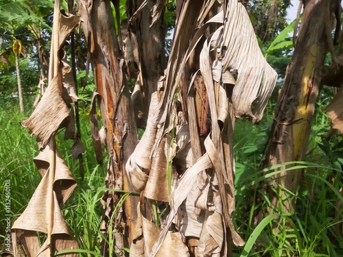 Close up of dried banana leaves in the garden