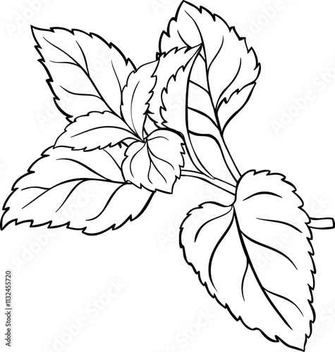 Melissa Branch with Leaves Outline Illustration