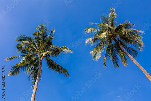 Selective focus of palmyra palm or coconut trees with blue sky, Palmyra palms are economically useful and widely cultivated, especially in South Asia and Southeast Asia, Thailand, Nature background. 