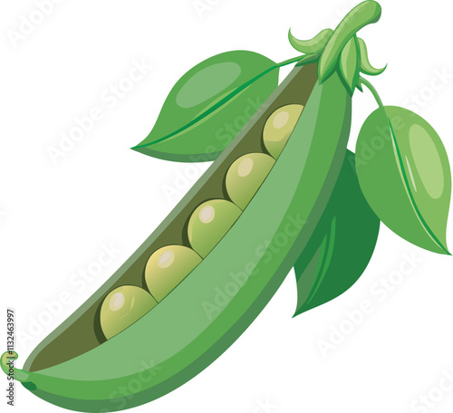Peas Vegetable vector
