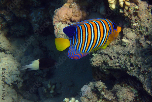 Regal angelfish (Pygoplites diacanthus) in the coral reef photo