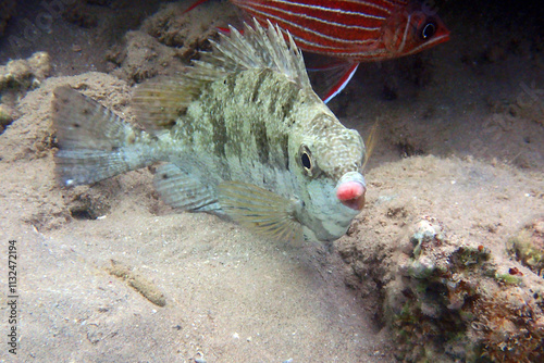 Rivulated rabbitfish (Siganus rivulatus) fish from Red Sea photo