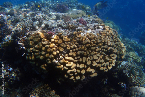 Wallpaper Mural coral reef in Egypt, Makadi Bay Torontodigital.ca