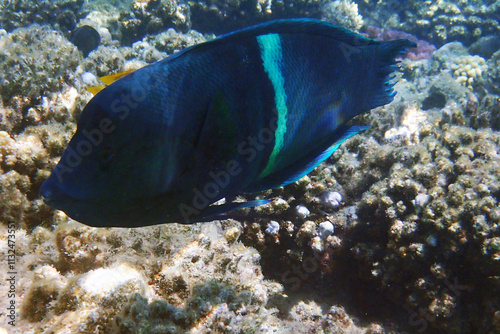 Konstfotografi Coral fish Clown coris (Coris aygula) Red Sea, Egypt