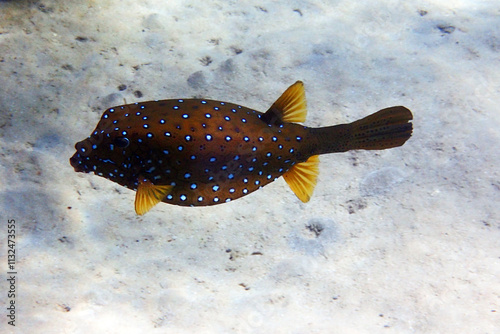 yellow boxfish (Ostracion cubicus) Egypt, Red sea photo