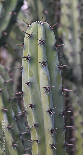 Beautiful close-up of myrtillocactus cochal photo