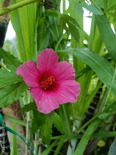 Pink Okra Flower in Bloom photo