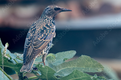 Common starling perched on a branch of fig tree