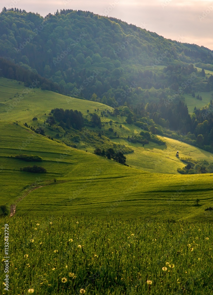 Obraz premium Green mountain meadows with cattle. Mountain pass in Pieniny in Poland. Beautiful, dynamic and hazy sky over the mountains.Discover the beauty of spring's lush landscape and mountains.