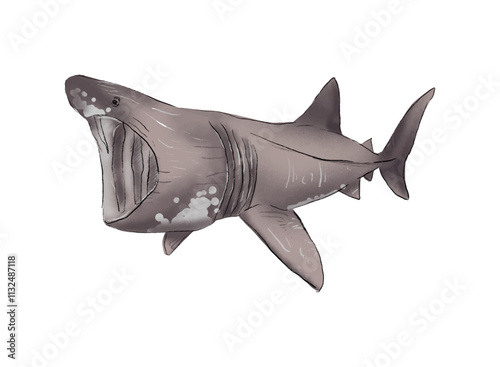 Illustration of an Basking Shark Watercolor Fish