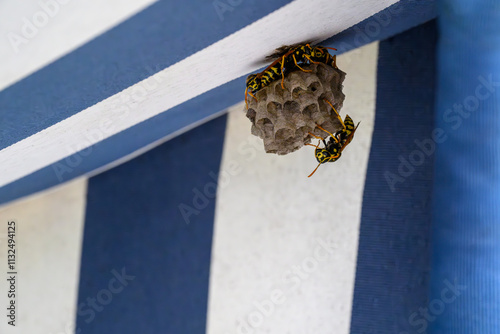 Lots of wasps build a new wasp nest in a blue and white striped beach basket