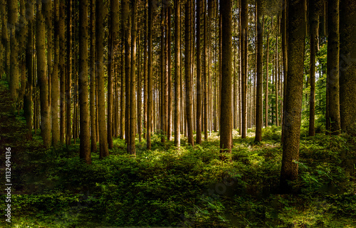 green forest in the morning