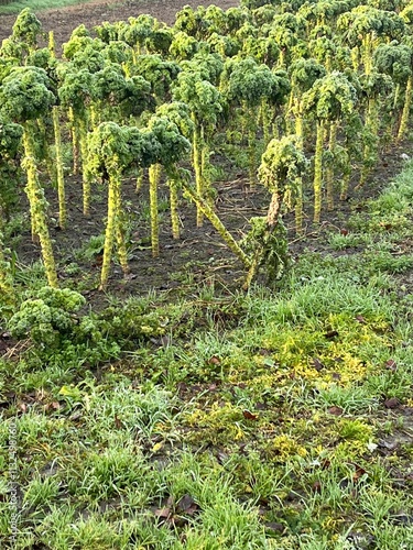 Field