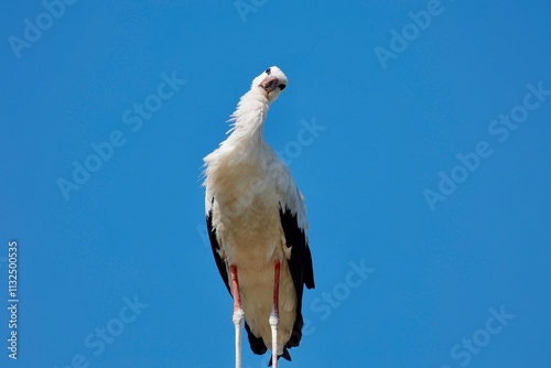 Storch
