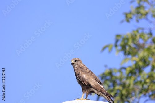 Bird
