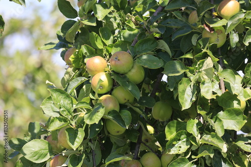 apples on tree