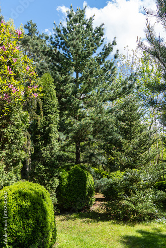 Beautiful landscape garden with evergreens. There are bushes of boxwood, Korean fir Abies, Juniperus communis Horstmann and western thuja. Calm atmosphere. spring landscape fresh nature and background photo