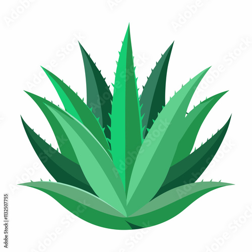 aloe Vera plant vector white background