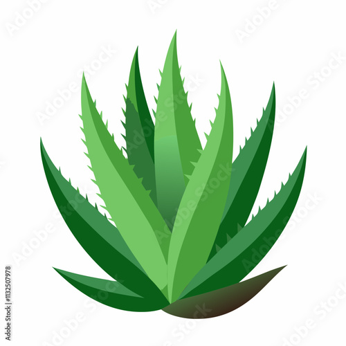 aloe Vera plant vector white background