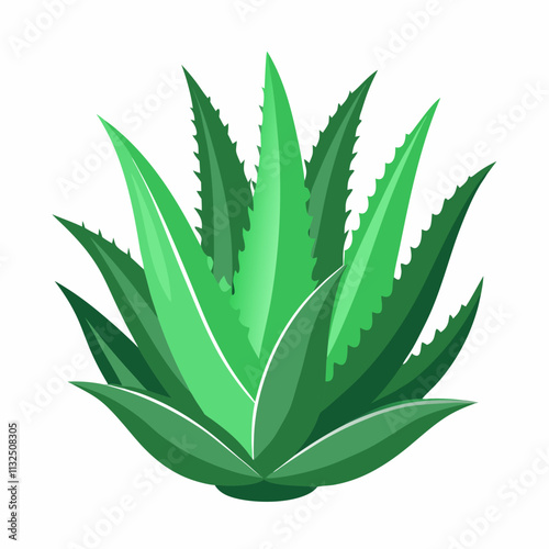 aloe Vera plant vector white background