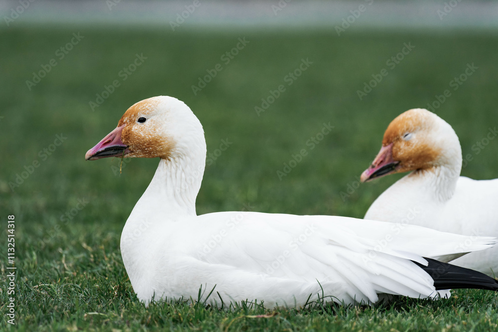Obraz premium Snow goose (Anser caerulescens) on some grass