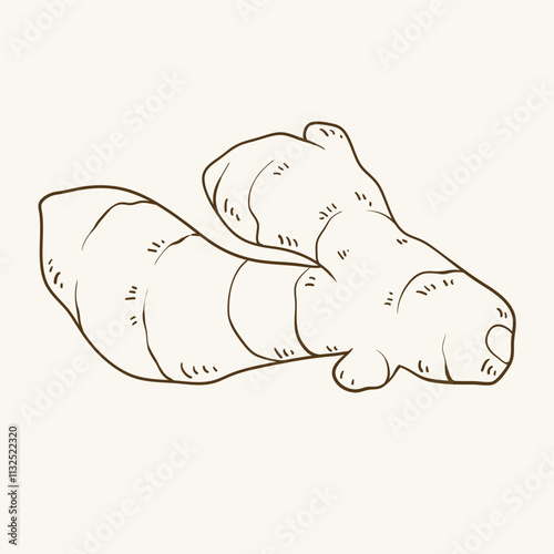 Ginger root, line art, hand drawn vector illustration