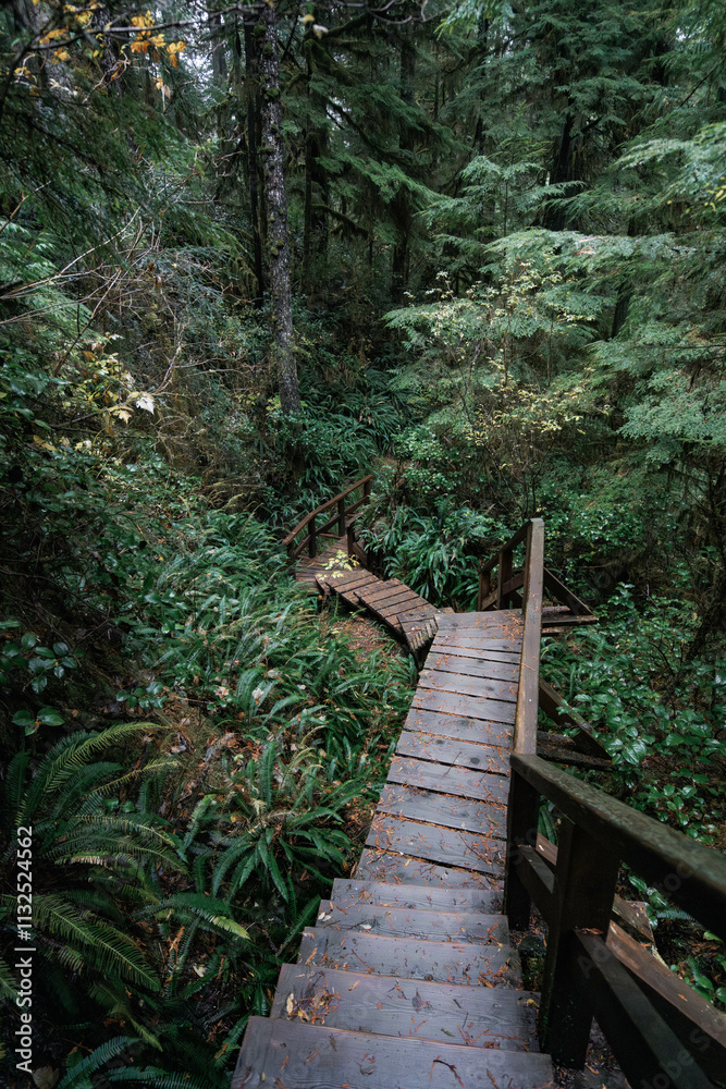 Fototapeta premium Rainforest Trail Ucluelet on Vancouver Island, Canada Background West Canada British Columbia